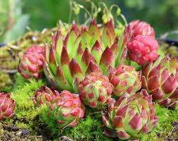 Attēlu rezultāti vaicājumam “Jovibarba globifera fruit”