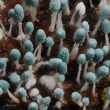 Attēlu rezultāti vaicājumam “Penicillium vulpinum”