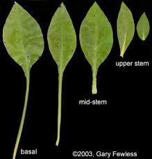 Attēlu rezultāti vaicājumam “Solidago canadensis leaf”