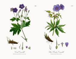 Attēlu rezultāti vaicājumam “Geranium sylvaticum”