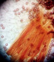 Attēlu rezultāti vaicājumam “Physarum gravidum”