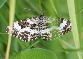 Attēlu rezultāti vaicājumam “Epirrhoe tristata imago”