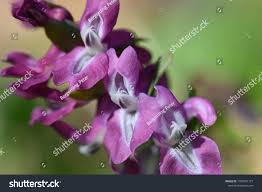 Attēlu rezultāti vaicājumam “Corydalis cava”