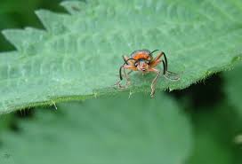 Attēlu rezultāti vaicājumam “Cantharis rustica”