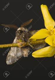 Attēlu rezultāti vaicājumam “Biston strataria”