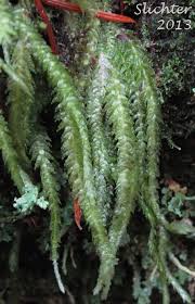 Attēlu rezultāti vaicājumam “Plagiothecium undulatum”