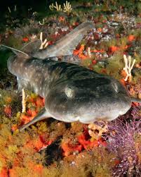 Image result for Haploblepharus pictus