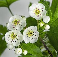 Attēlu rezultāti vaicājumam “Crataegus monogyna”