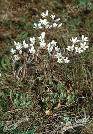 Attēlu rezultāti vaicājumam “Saxifraga granulata leaf”
