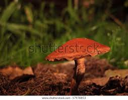 Attēlu rezultāti vaicājumam “Boletales”