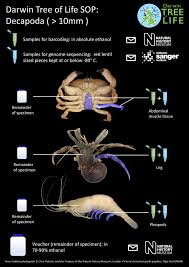 Attēlu rezultāti vaicājumam “Diderma crustaceum macro”