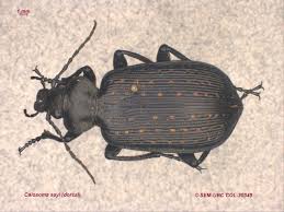 Attēlu rezultāti vaicājumam “Carabus clathratus”