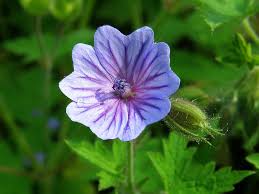 Attēlu rezultāti vaicājumam “Geranium bohemicum”