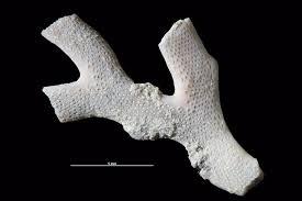 Attēlu rezultāti vaicājumam “Bryozoa”