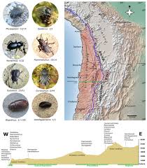 Attēlu rezultāti vaicājumam “Diaperis boleti nest”