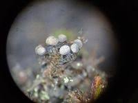 Attēlu rezultāti vaicājumam “Badhamiopsis macrospora”