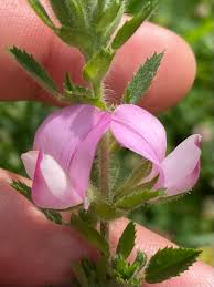 Attēlu rezultāti vaicājumam “Ononis arvensis”