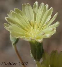 Attēlu rezultāti vaicājumam “Lactuca serriola”