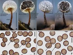 Attēlu rezultāti vaicājumam “Diderma tigrinum stalked”