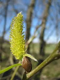 Attēlu rezultāti vaicājumam “Salix triandra male flower”