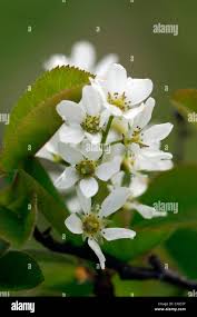 Attēlu rezultāti vaicājumam “Amelanchier spicata flower”