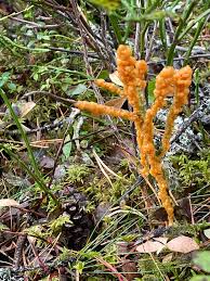 Attēlu rezultāti vaicājumam “Lignydium muscorum spores”