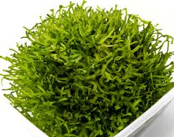 Attēlu rezultāti vaicājumam “Riccia”