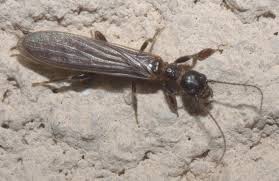 Attēlu rezultāti vaicājumam “Oligonema favogineum young”