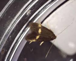 Attēlu rezultāti vaicājumam “Borkhausenia minutella”