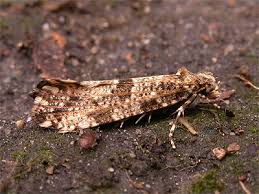 Attēlu rezultāti vaicājumam “Morophaga choragella”