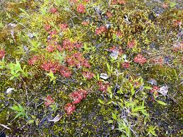 Attēlu rezultāti vaicājumam “Drosera rotundifolia”