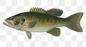 Image result for Micropterus dolomieu