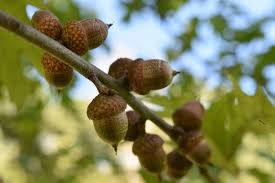 Attēlu rezultāti vaicājumam “Quercus robur fruit”