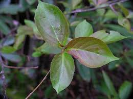 Attēlu rezultāti vaicājumam “Aronia melanocarpa leaf”