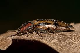 Attēlu rezultāti vaicājumam “Selatosomus cruciatus”