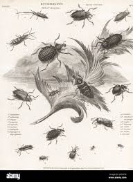 Attēlu rezultāti vaicājumam “Rhynchaenus lonicerae”