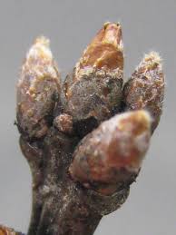 Attēlu rezultāti vaicājumam “Quercus rubra bud”