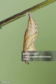 Attēlu rezultāti vaicājumam “Nymphalis pupa”