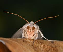 Attēlu rezultāti vaicājumam “Phlogophora meticulosa”