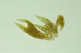 Attēlu rezultāti vaicājumam “Pohlia annotina”