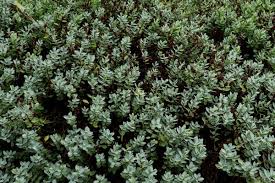 Attēlu rezultāti vaicājumam “Callitrichaceae”