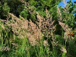 Attēlu rezultāti vaicājumam “Festuca rubra subsp. rubra leaf”