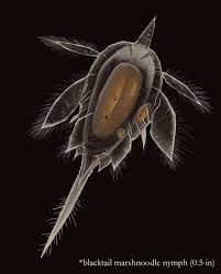 Attēlu rezultāti vaicājumam “Ectinus aterrimus”