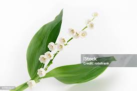 Attēlu rezultāti vaicājumam “Convallaria majalis bud”