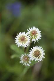 Attēlu rezultāti vaicājumam “Trifolium montanum fruit”