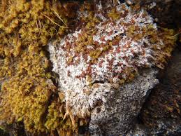 Attēlu rezultāti vaicājumam “Biatora sphaeroides”