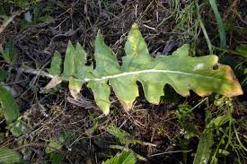 Attēlu rezultāti vaicājumam “Sisymbrium altissimum”