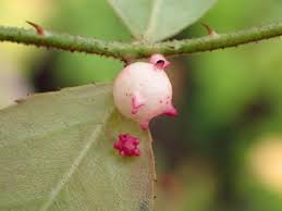 Attēlu rezultāti vaicājumam “Diplolepis eglanteriae”