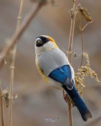 Attēlu rezultāti vaicājumam “Pyrrhula pyrrhula female”