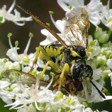 Attēlu rezultāti vaicājumam “Euura brevicornis”